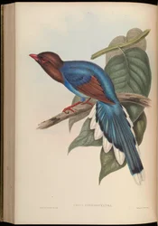 Cissa pyrrocyanea = Urocissa ornata